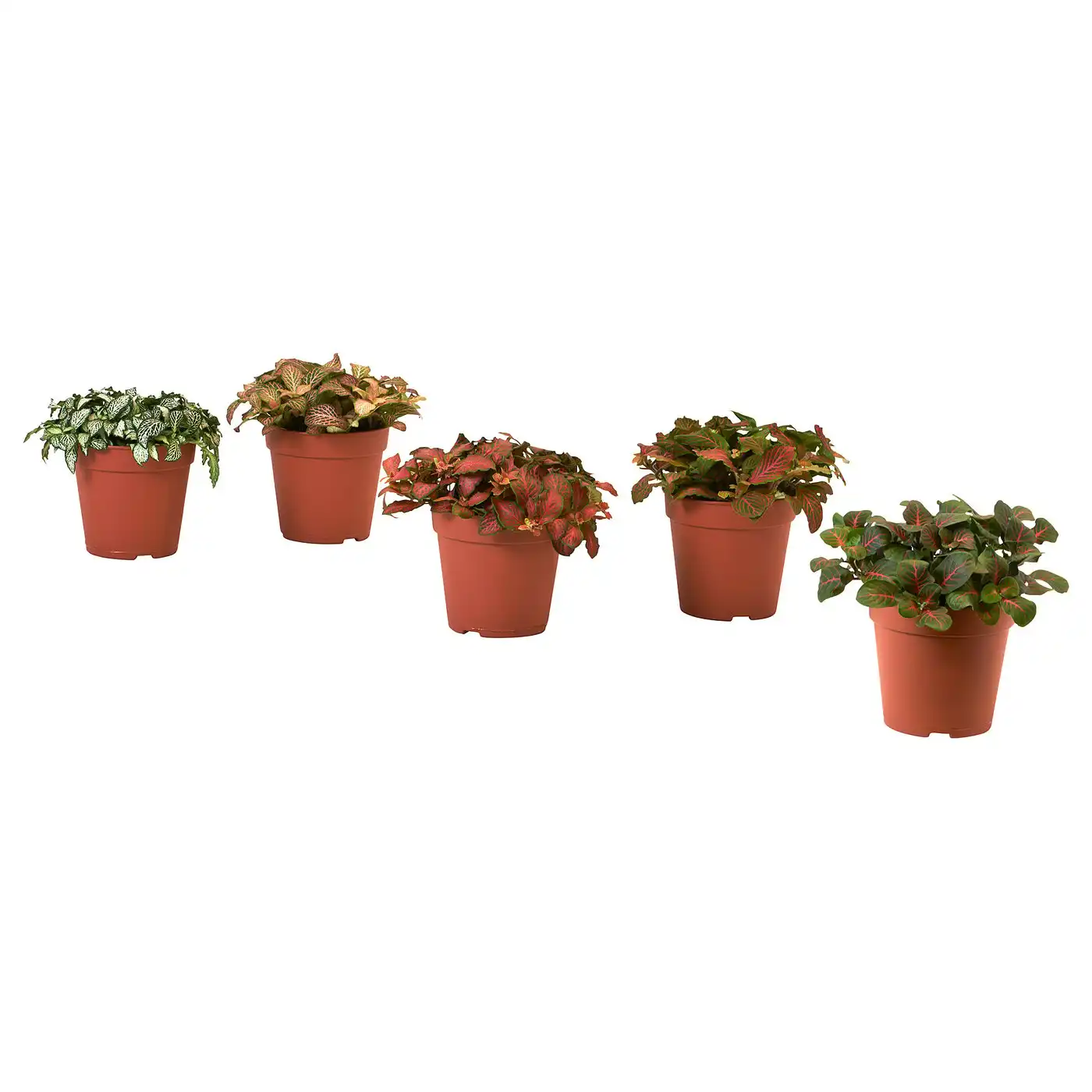 FITTONIA Potted plant - mosaic plant/assorted 12 cm
